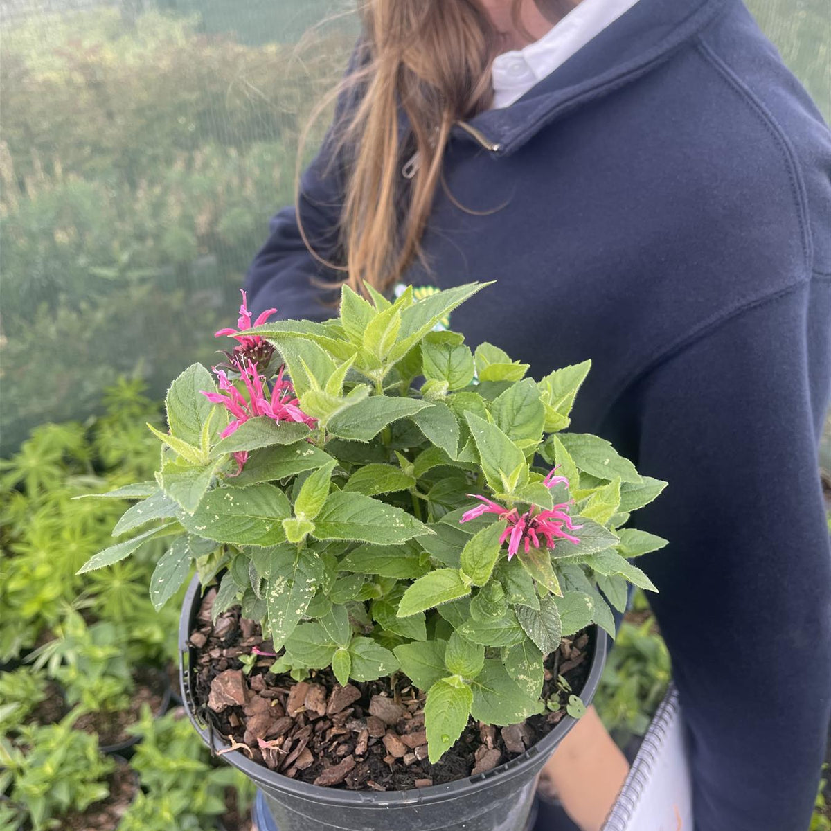 Monarda Cranberry Lace 3 Litre Pot — Grasslands Nursery