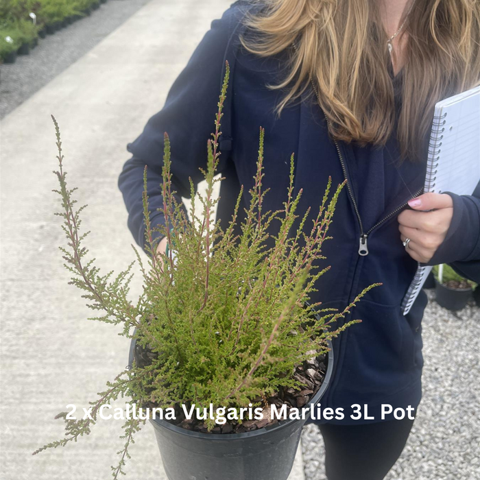 12 x Winter Colour Border Pack