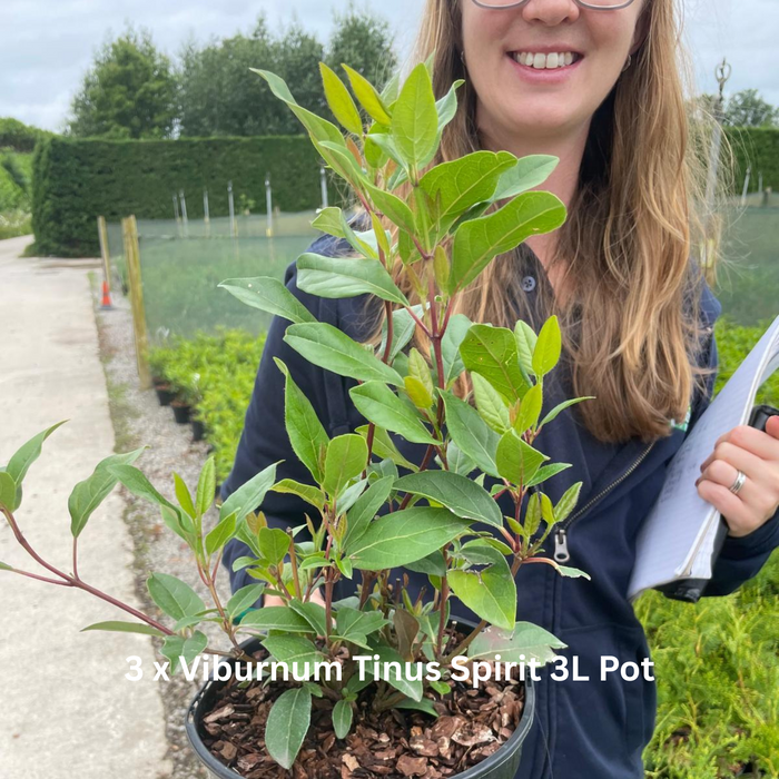 12 x Ground Cover Mixed Border Pack