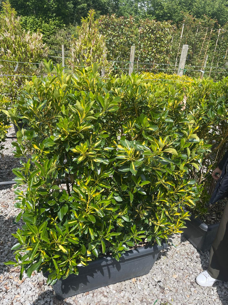 Euonymus Aureopictus Instant Trough 100cm Long 80cm Tall
