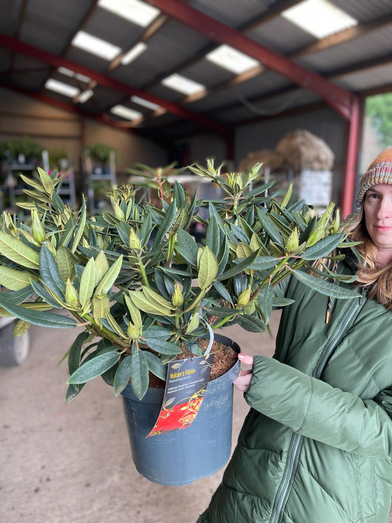 Rhododendron Hybrid Vulcan Flame 12 Litre Pot