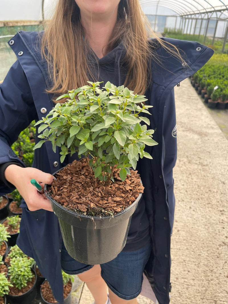 Fuchsia Magellanica Lady Thumb 3 Litre Pot