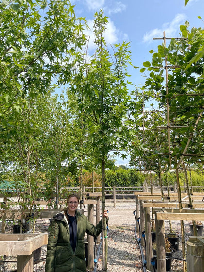 Liquidambar Styraciflua 'Stared' 8/10cm Girth 50 Litre Pot