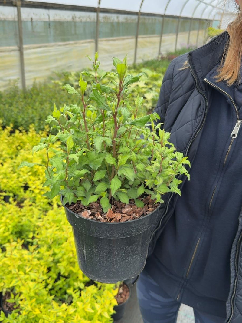 Ceratostigma willmottianum Forest Blue - Chinese Plumbago 3 Litre Pot