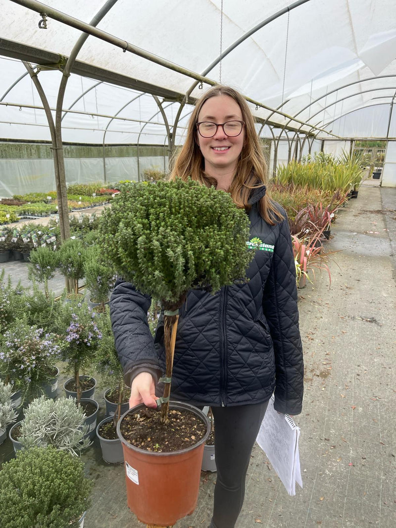 Thymus Vulgaris Mini Stem 4 Litre Pot