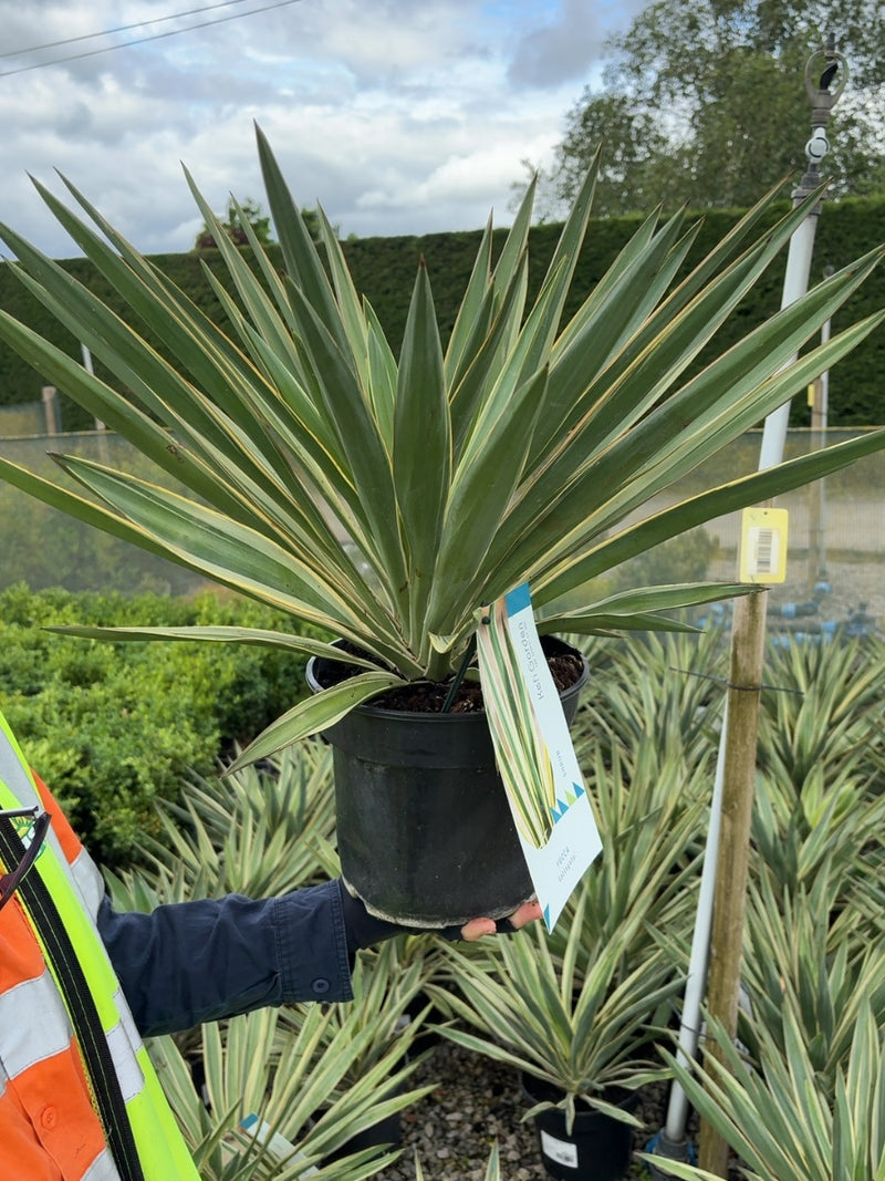 Yucca Gloriosa Variegata 5 Litre Pot