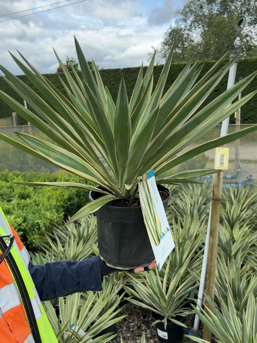 Yucca Gloriosa Variegata 5 Litre Pot