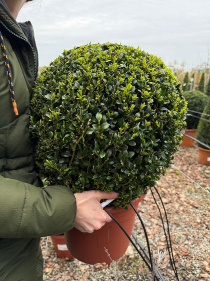 Buxus Ball 10 Litre Pot 40cm