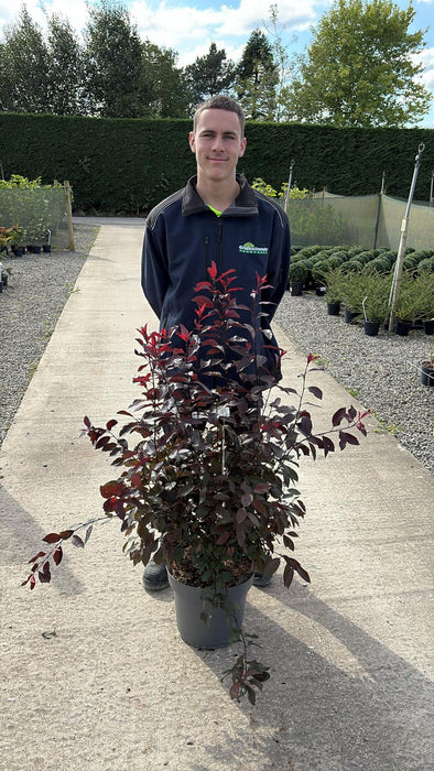 Prunus Cistena 12 Litre Pot 100/125cm