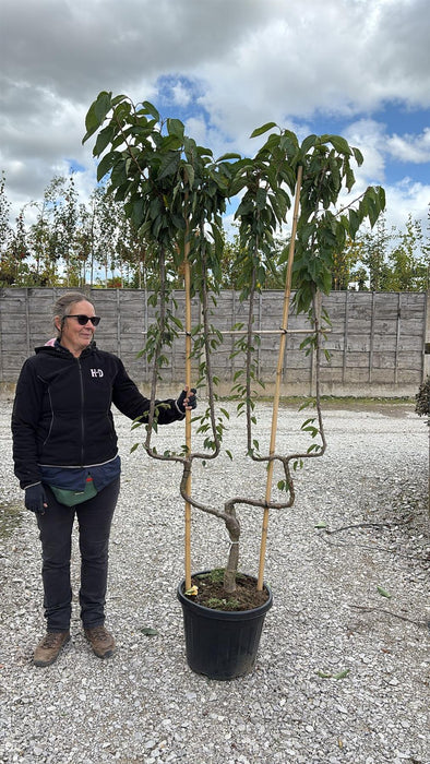 Cherry Prunus Avium Kordia 35 Litre Double U Form