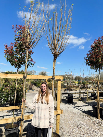 Robinia Umbraculifera 25 Litre Pot 10-12cm Girth