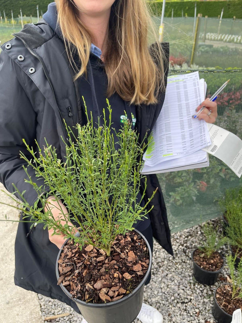 Cytisus Apricot Gem 3 Litre Pot