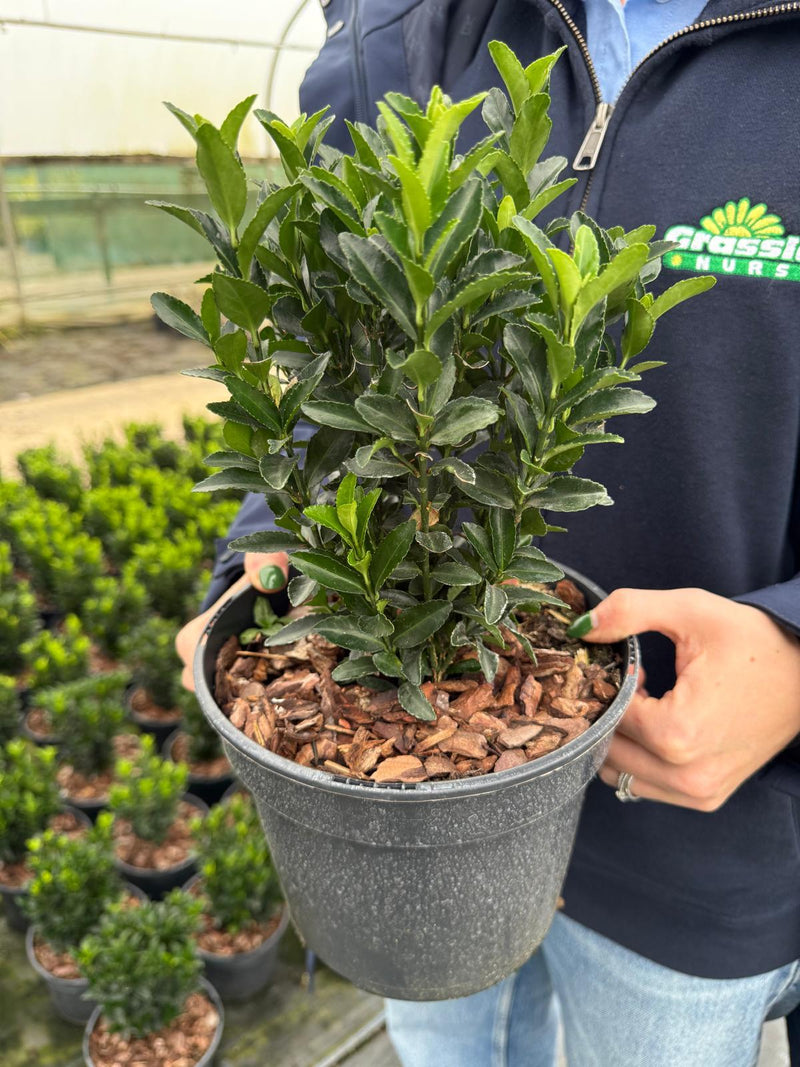 Euonymus Green Spire 3 Litre Pot 20cm Bushy