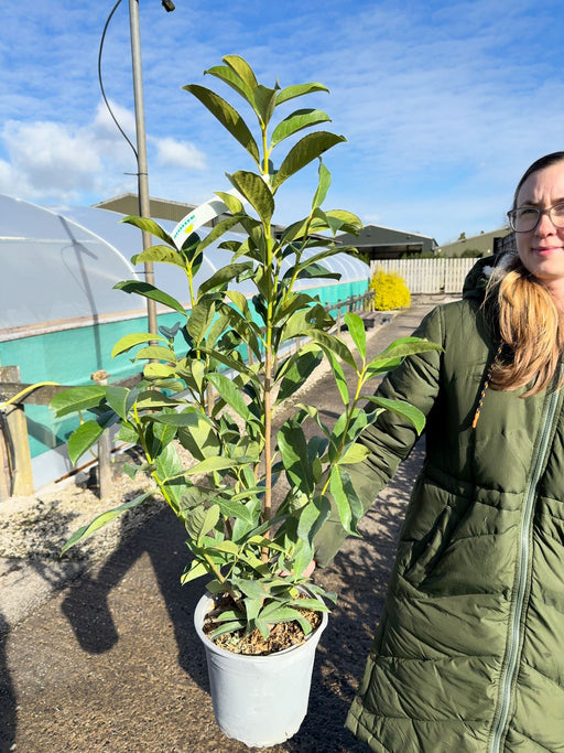 Cherry Laurel Hedging 4.5 Litre Pot 60/80cm
