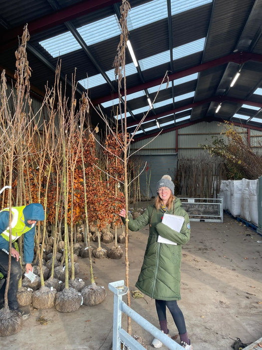 Prunus Avium Plena Standard  8/10 cm Girth Rootballed