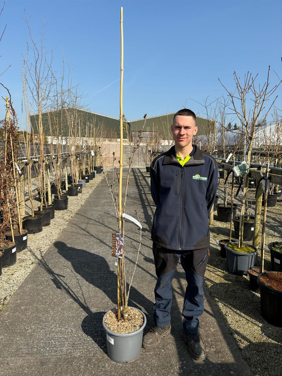 Prunus Serrulata Amanogawa 30 Litre Pot