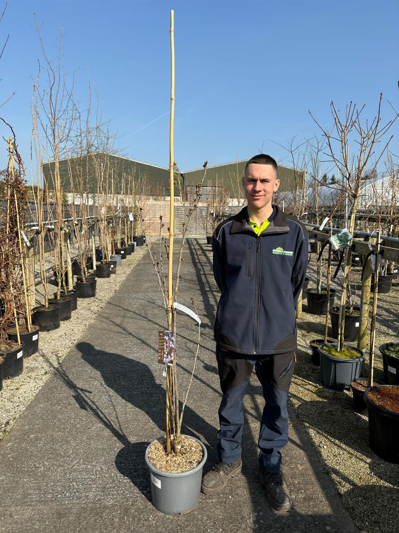 Prunus Serrulata Amanogawa 30 Litre Pot