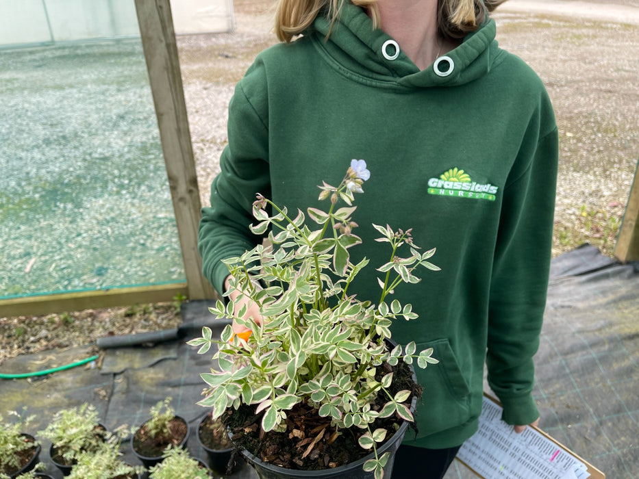 Polemonium Stairway To Heaven 2 Litre Pot