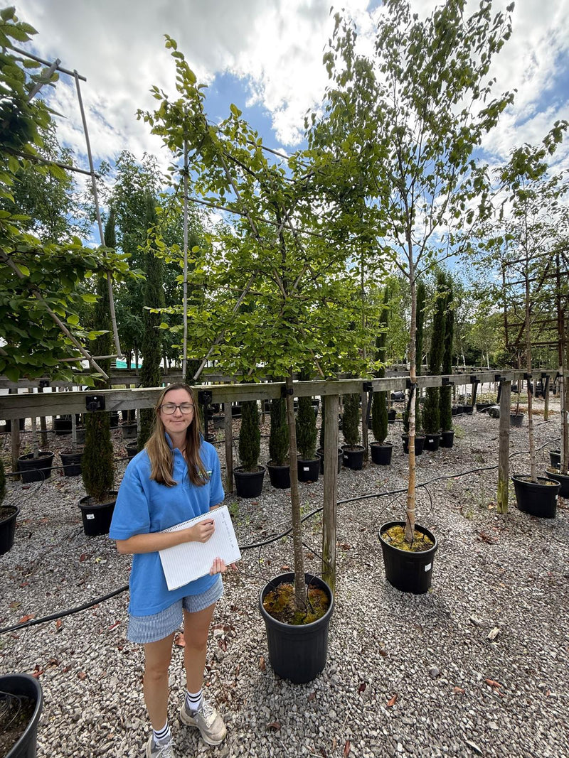 Carpinus B. Pleached 8/10cm G, 150cm Stem, 120cmx120cm Frame Seconds