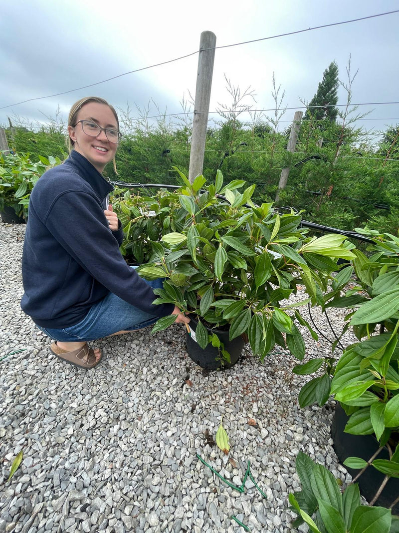 Viburnum Davidii 20 Litre Pot 60/80cm