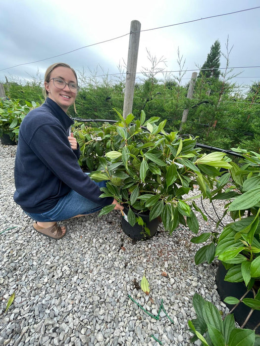 Viburnum Davidii 20 Litre Pot 60/80cm