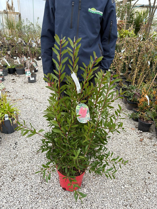 Callistemon Splendens 7.5 Litre Pot