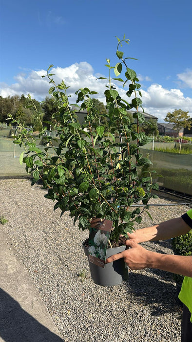 Philadelphus Snowbelle 4 Litre Pot 40/60cm
