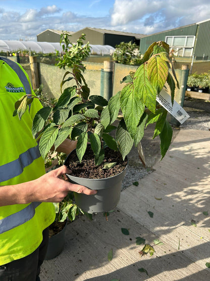 Viburnum plicatum Mariesii 4 Litre Pot