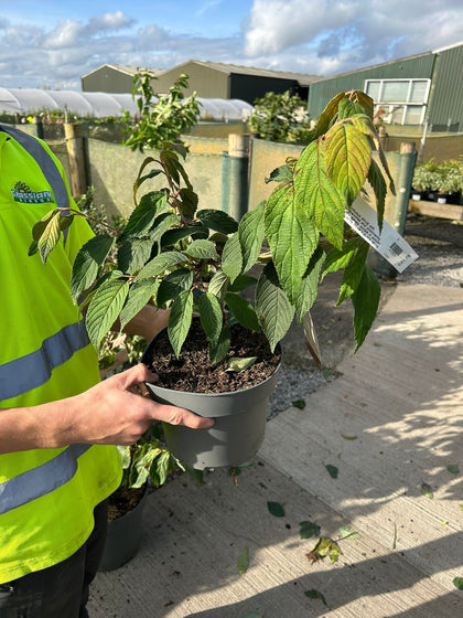 Viburnum plicatum Mariesii 4 Litre Pot