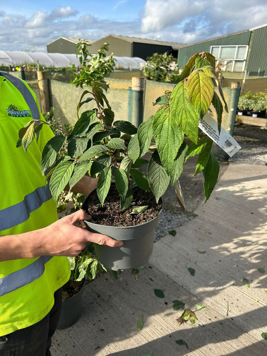 Viburnum plicatum Mariesii 4 Litre Pot
