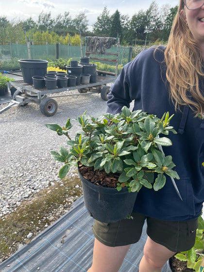 Rhododendron Bengal 5 Litre Pot