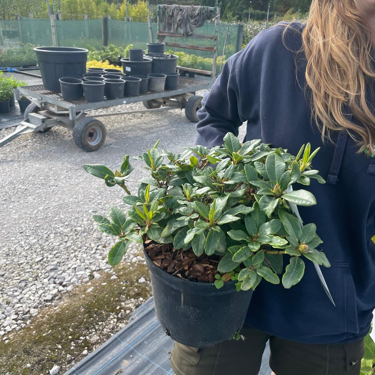 Rhododendron Bengal 5 Litre Pot — Grasslands Nursery