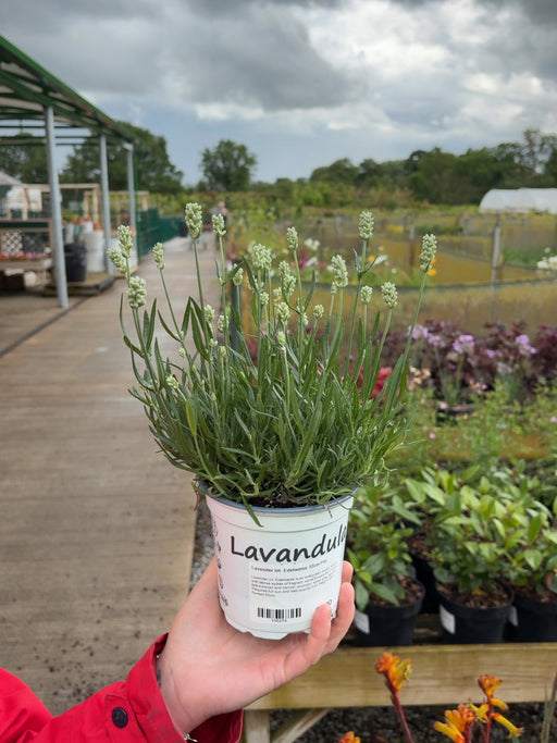 Lavender int. Edelweiss 12cm Pot