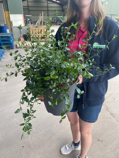 Ceanothus Thyrsif. Repens 7.5 Litre Pot