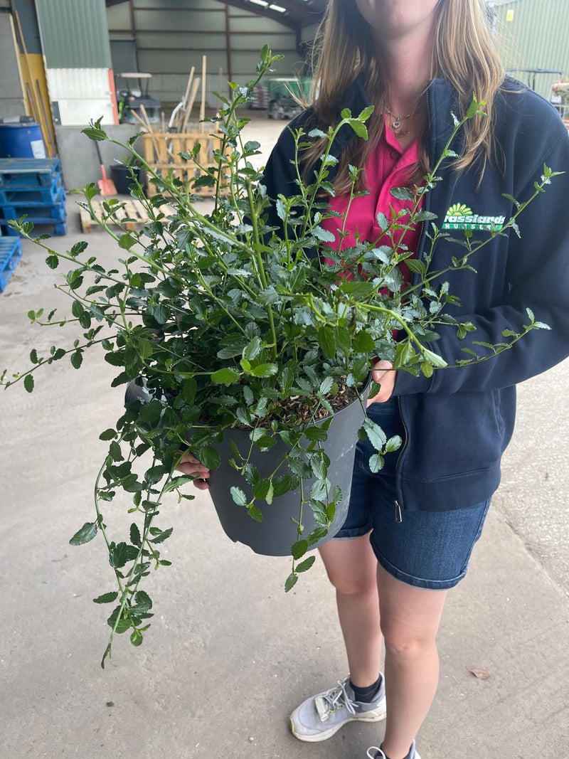 Ceanothus Thyrsif. Repens 7.5 Litre Pot