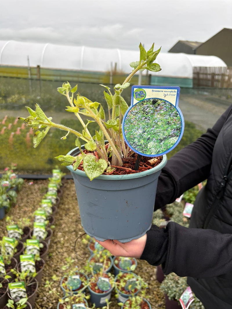 2 litre pot plant Brunnera macr. Jack Frost 2 Litre Pot — Grasslands Nursery