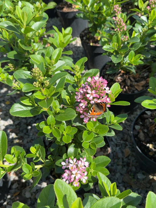 Escallonia laevis Pink Elle 3 Litre Pot
