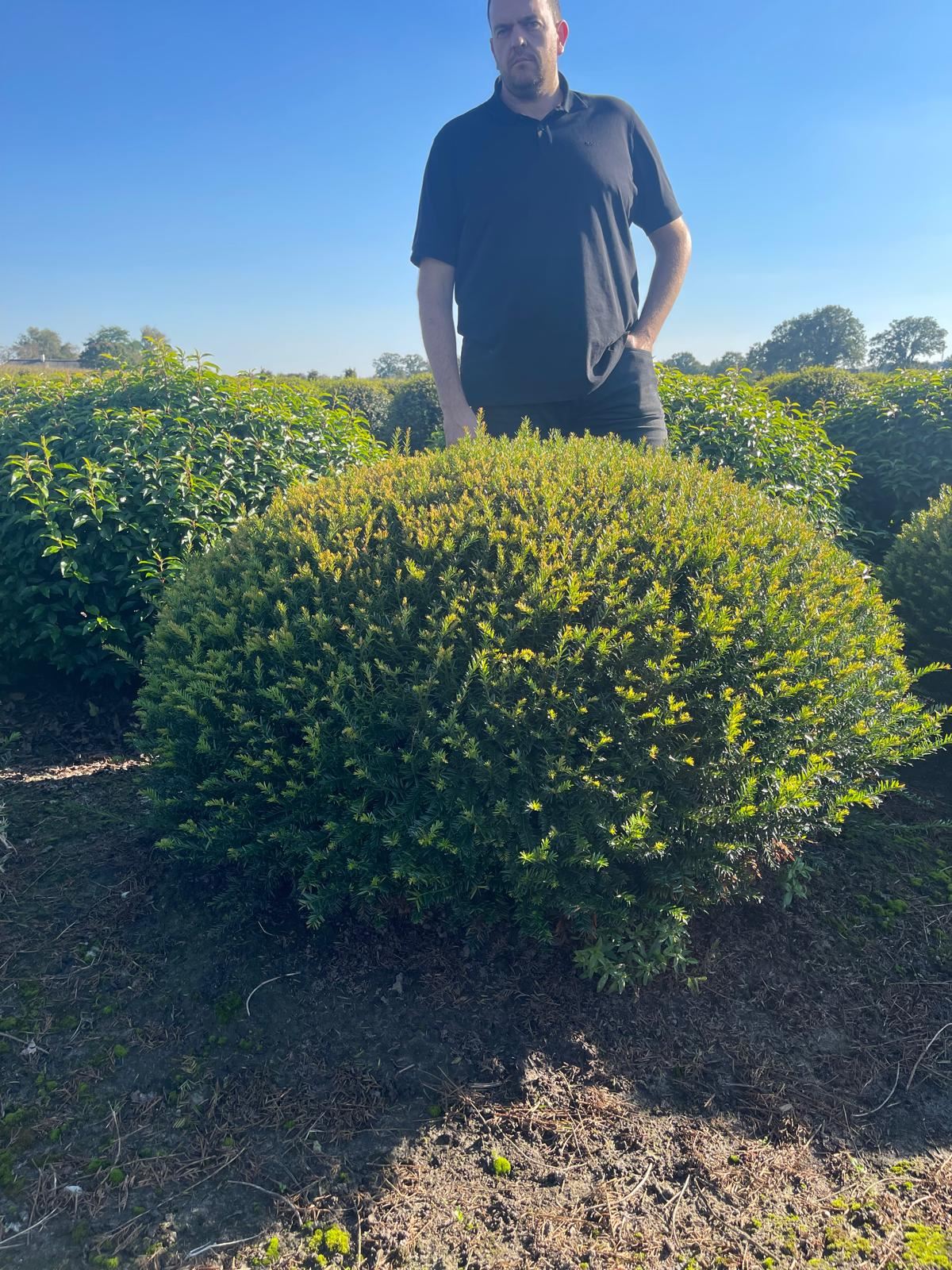 Taxus Renkes Kleiner Dome 140cm 230 Litre Pot