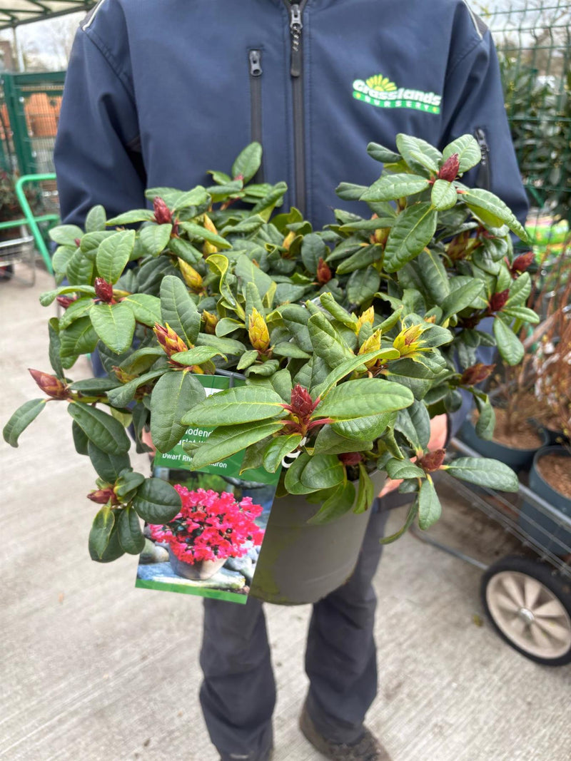 Rhododendron Scarlet Wonder 4.5 Litre Pot