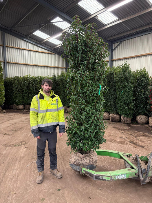 Portuguese Laurel Specimen Trimmed 210/225cm Root Ball