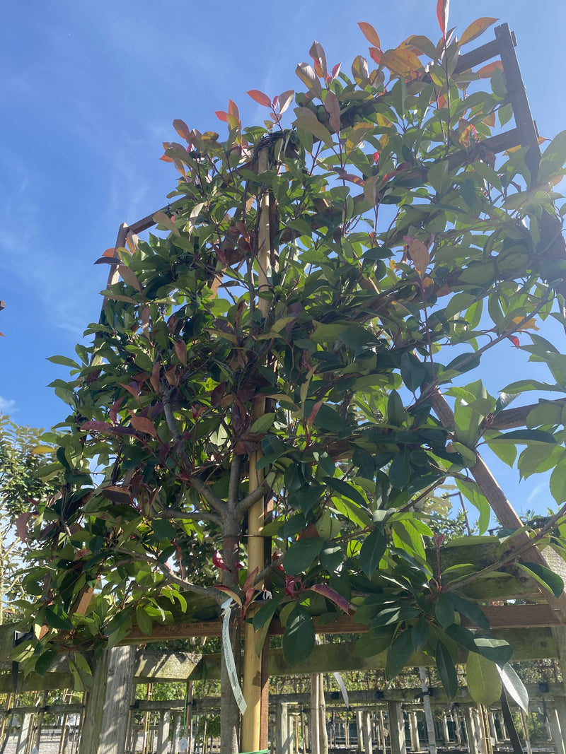 Photinia Red Robin Pleached Standard 200cm ST 120x120cm Grasslands photinia-red-robin-pleached-standard-200cm-st-120x120cm-grasslands