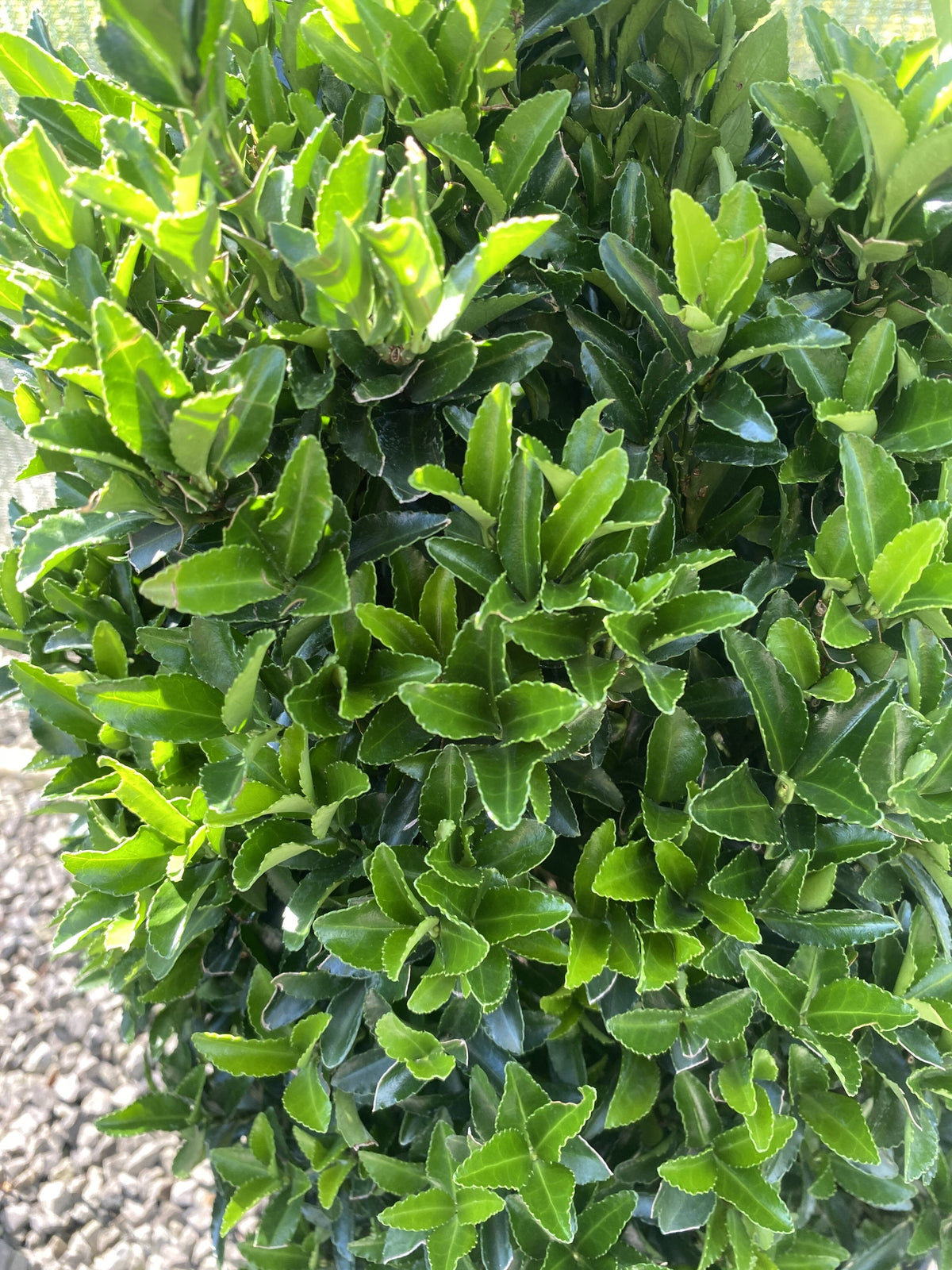 Euonymus Jap. Green Spire Cone 7.5 Litre Pot 40-50cm