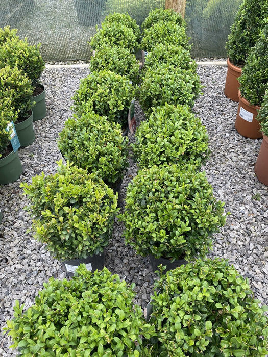 Buxus Ball 20 cm 2 Litre Pot