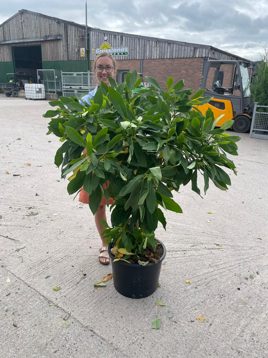 Edgeworthia Grandiflora 35 Litre Pot 100-125cm Tall