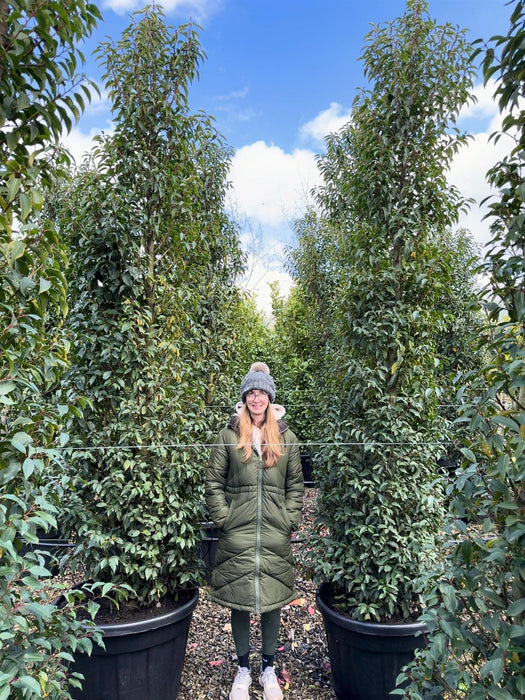 Portuguese Laurel Super Sized 3/3.5m Pre Order/Ready For June