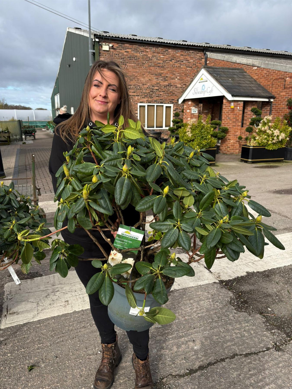 Rhododendron Hybr.Goldbukett III 12 Litre Pot