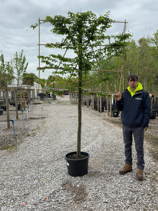 Carpinus B. Pleached 10/12cm G, 120cm St, 120cm H x 150cm W Order For June
