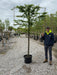 Carpinus B. Pleached 10/12cm G, 120cm St, 120cm H x 150cm W Order For June
