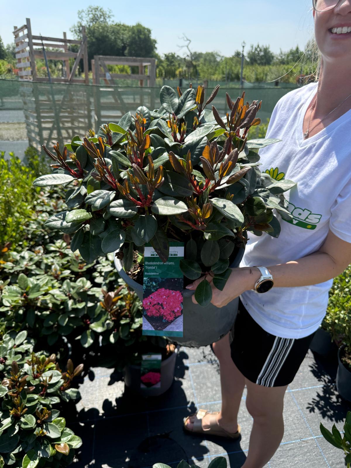 Rhododendron williams.Tromba 15 Litre Pot