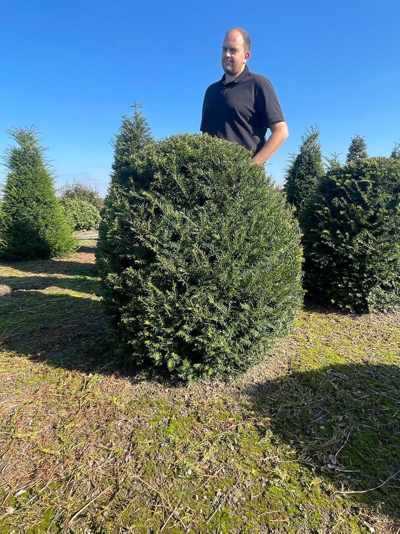 Taxus Baccata Beehive Dome 110/120cm 150 Litre Pot Super Size